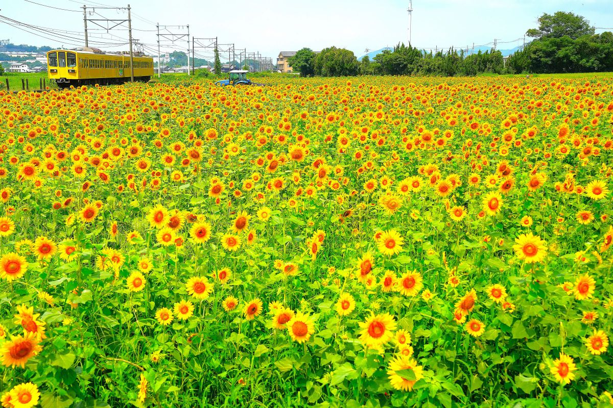 yellow & yellow | GANREF