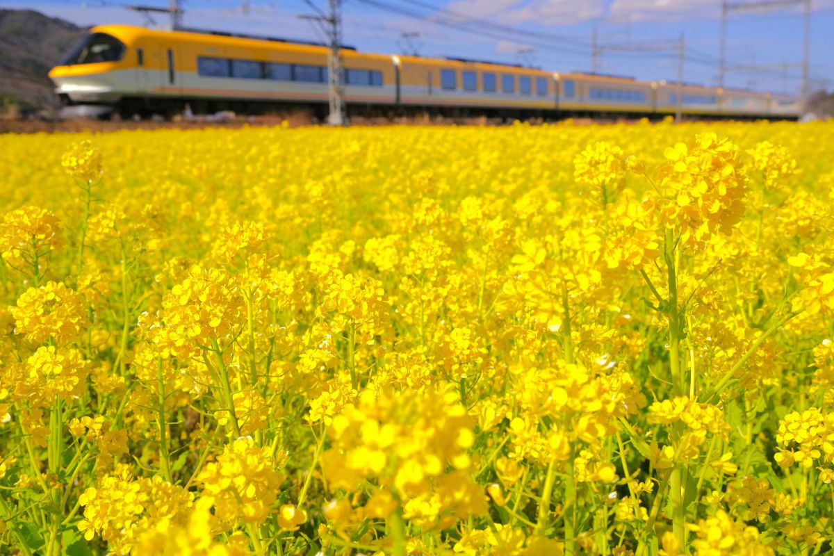 yellow & yellow | GANREF