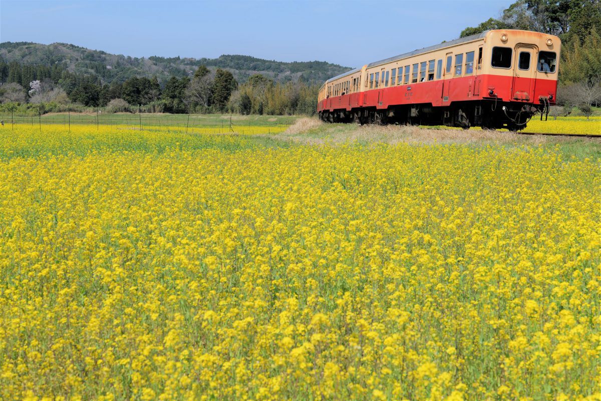 菜の花列車 乗り物 交通 鉄道 駅 Ganref