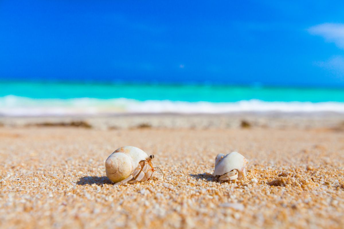 Yadokari 自然 風景 海 Ganref