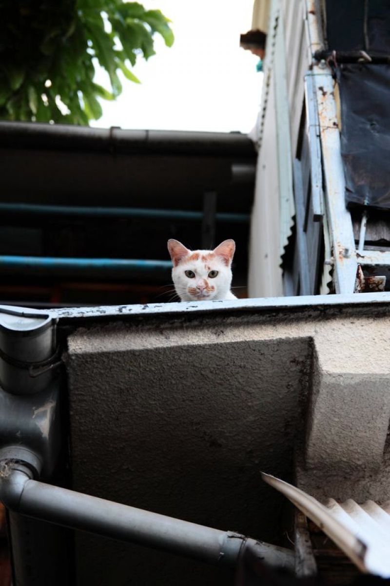 はい どなた 動物 猫 Ganref