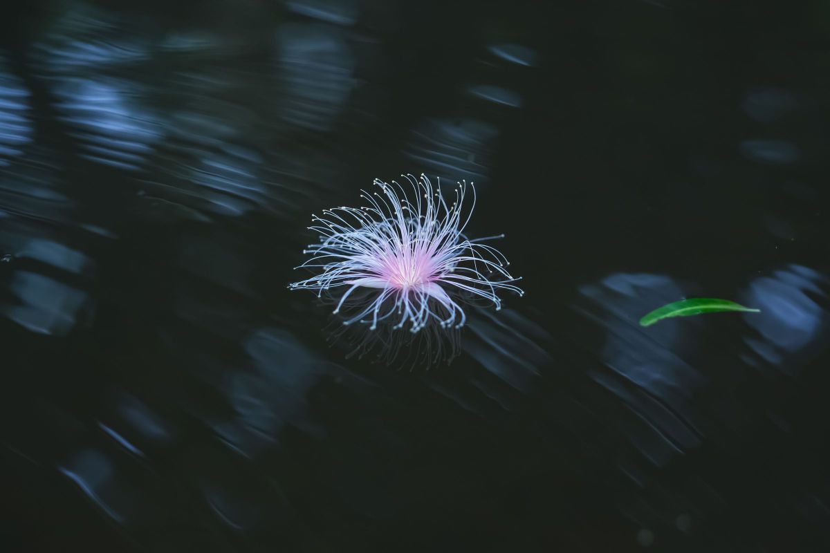 FUJIFILM X-H2Sで撮影された写真 | 写真検索 | GANREF