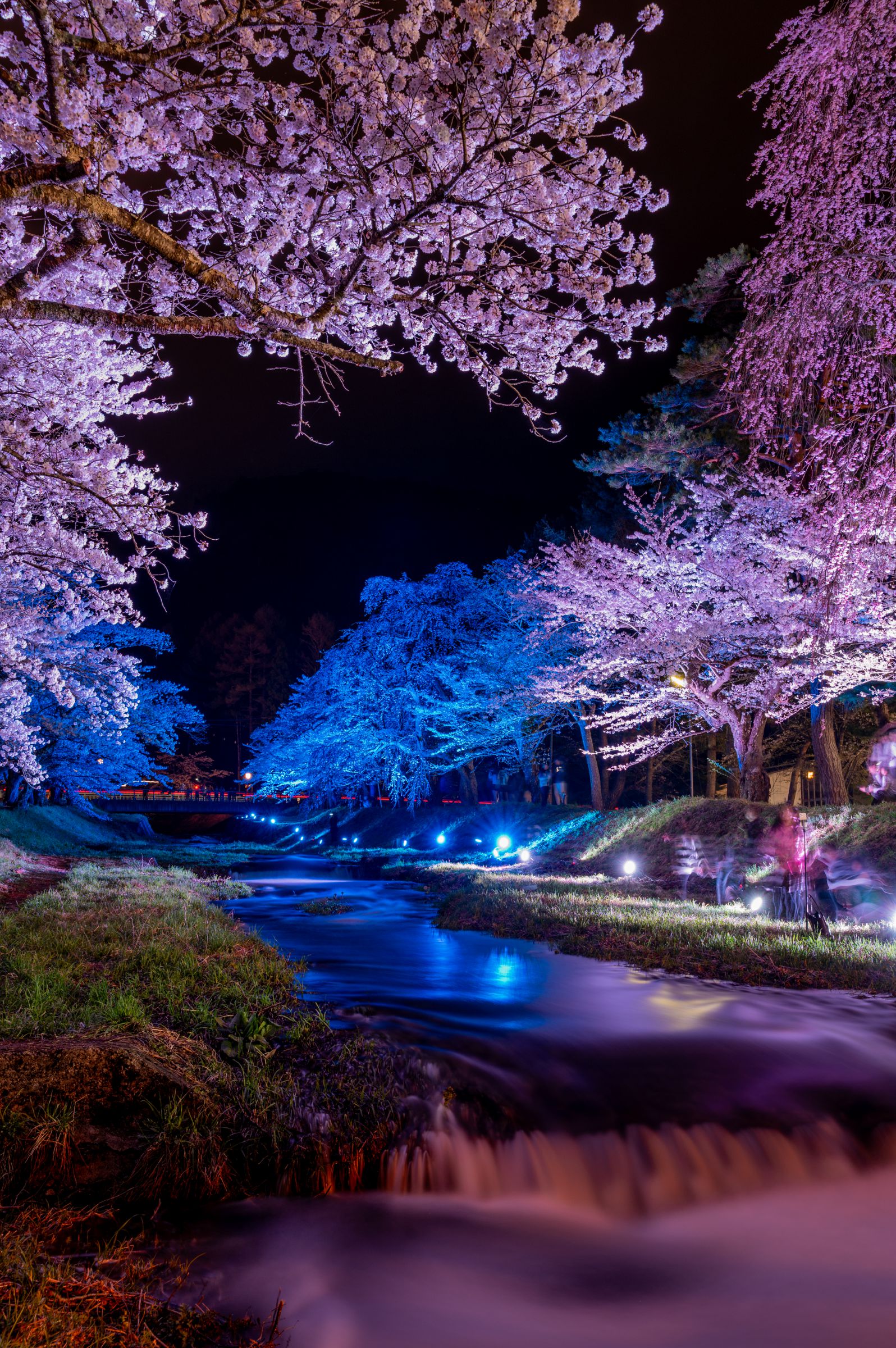 観音寺川の桜並木ライトアップ | GANREF