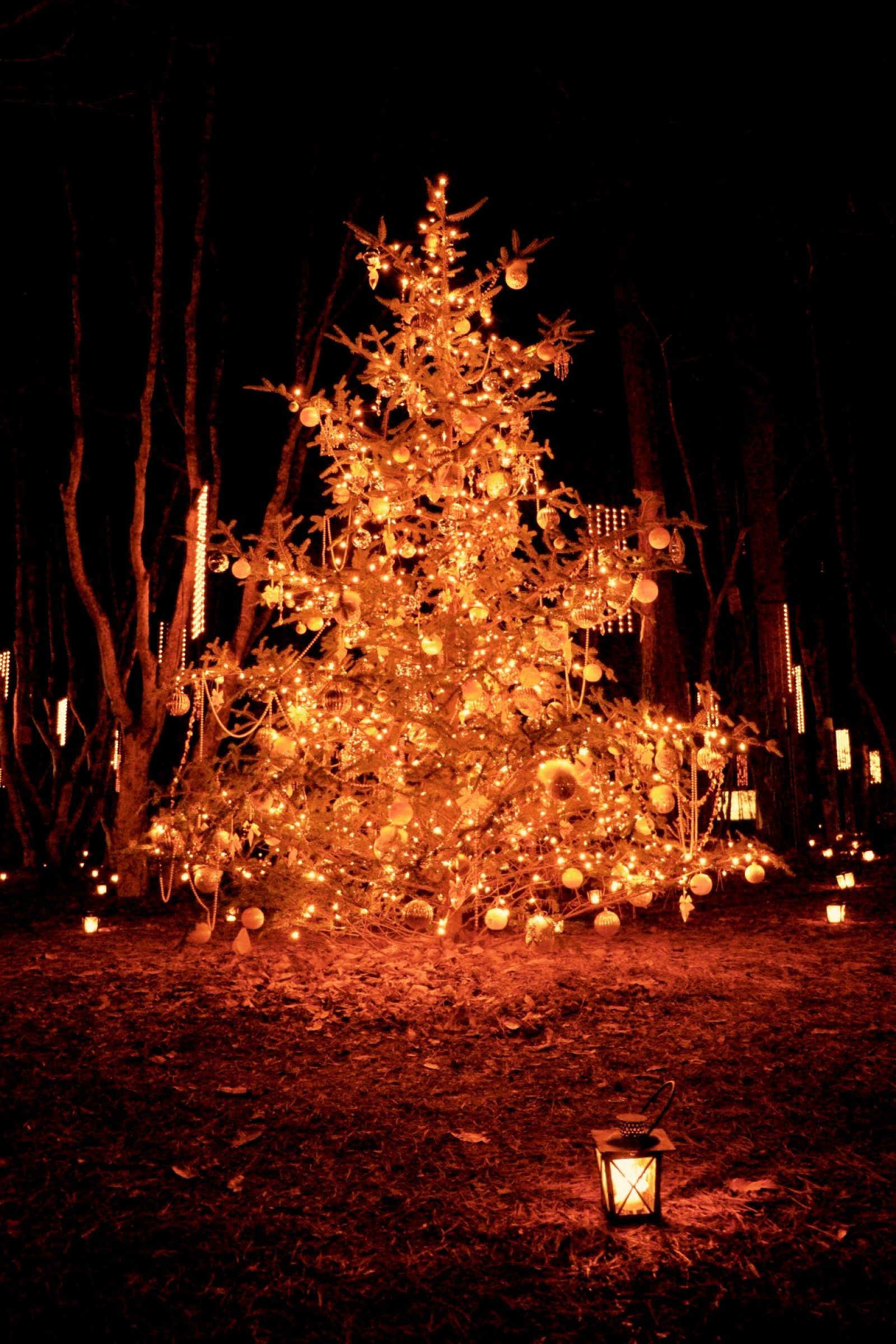 クリスマスツリー　森 虎ノ門ヒルズ】香りを味わう森のクリスマスツリーが登場！ | TRILL