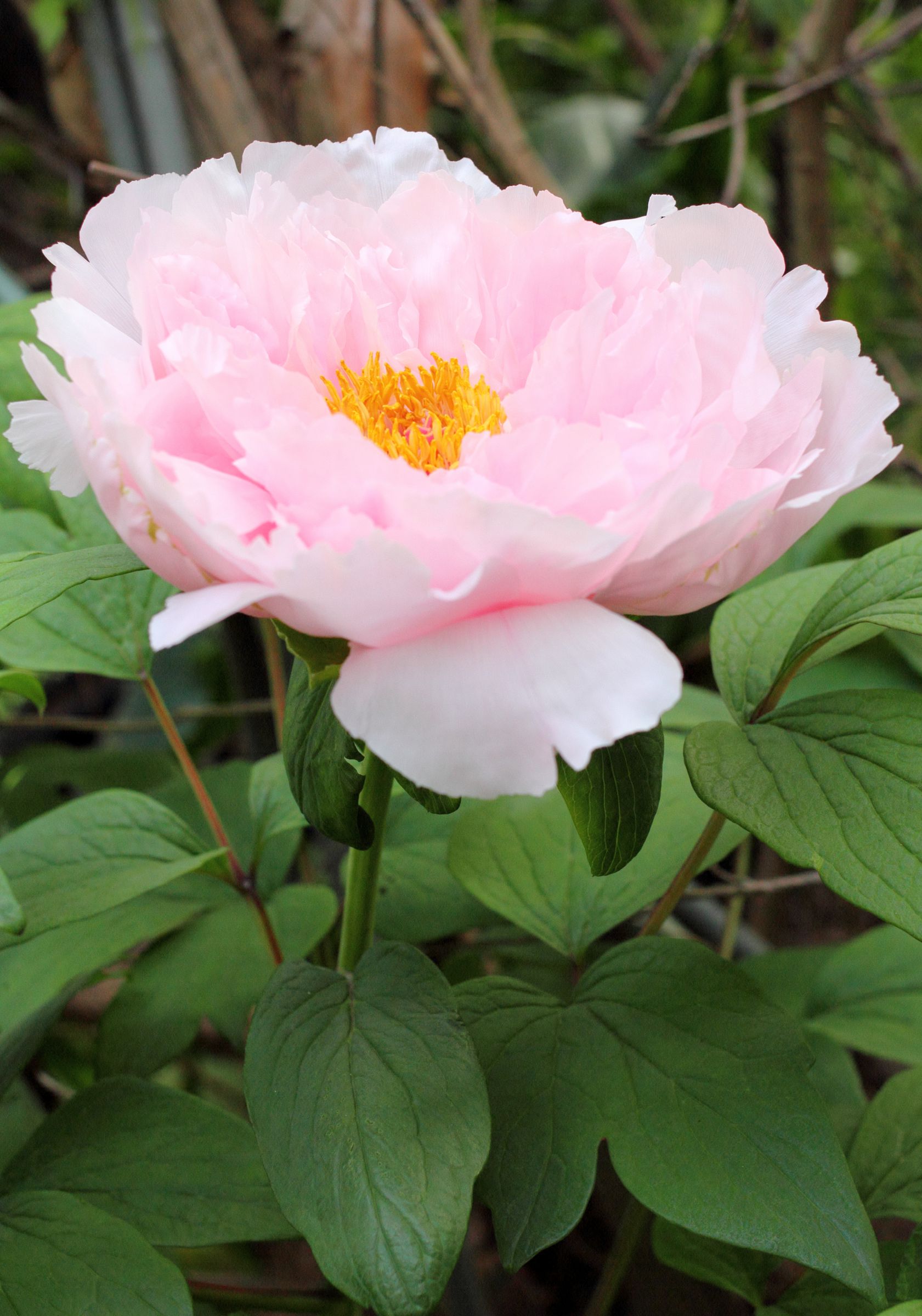 大輪 の 花