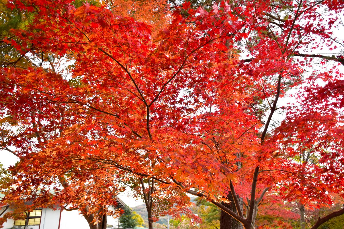 真っ赤な紅葉 植物 紅葉 Ganref