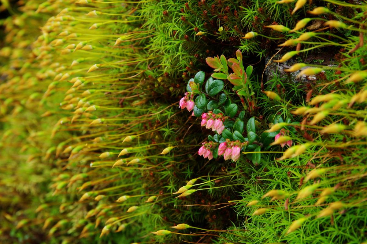 コケモモ 植物 花 花びら Ganref