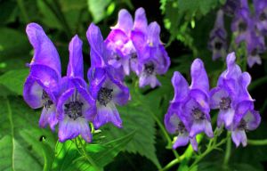 ミヤマトリカブト 植物 花 花びら Ganref