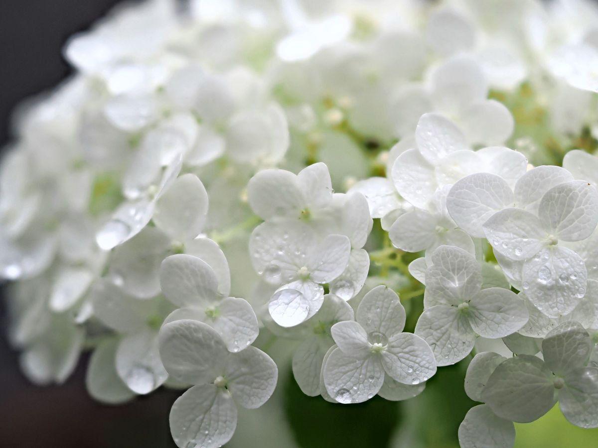 M.ZUIKO DIGITAL ED 60mm F2.8 Macroで撮影された写真 | 写真検索 | GANREF