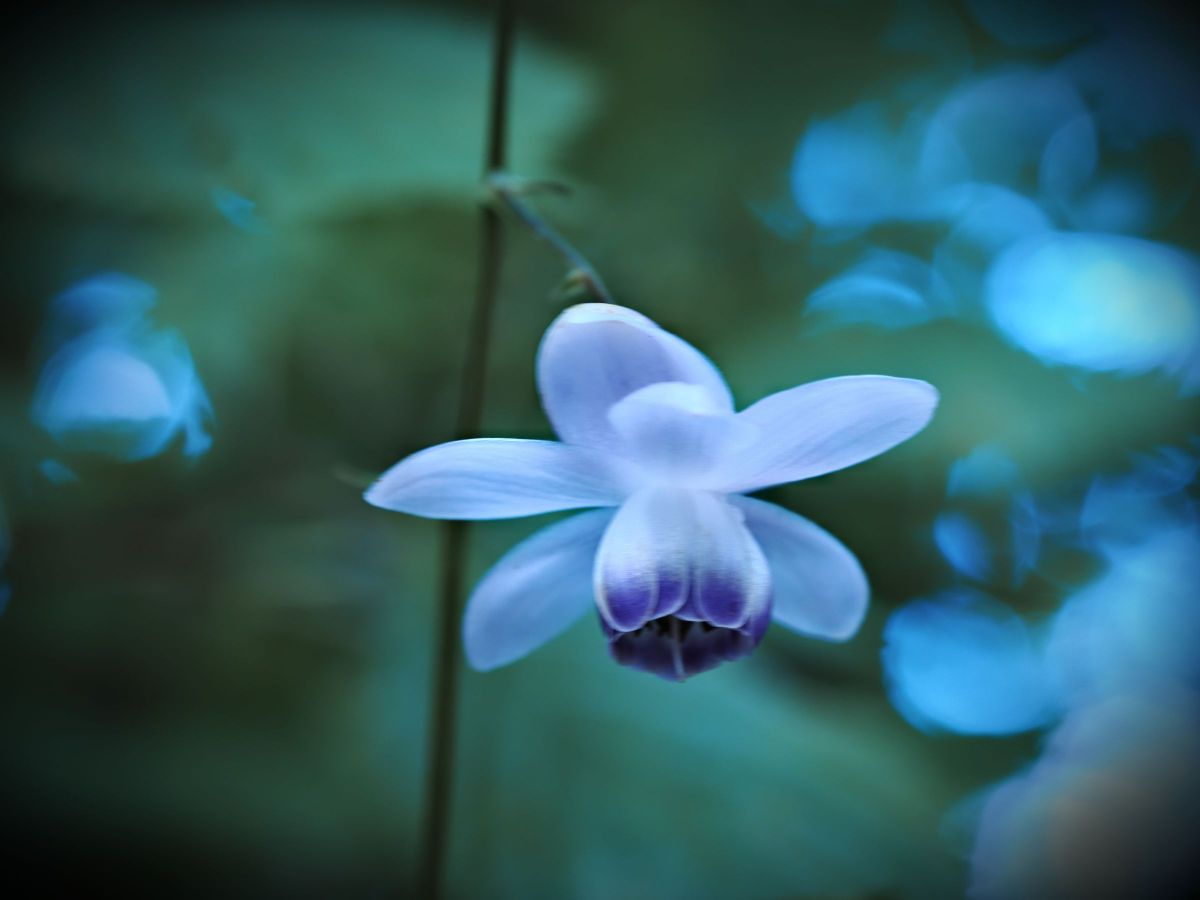 M.ZUIKO DIGITAL ED 60mm F2.8 Macroで撮影された写真 | 写真検索 | GANREF
