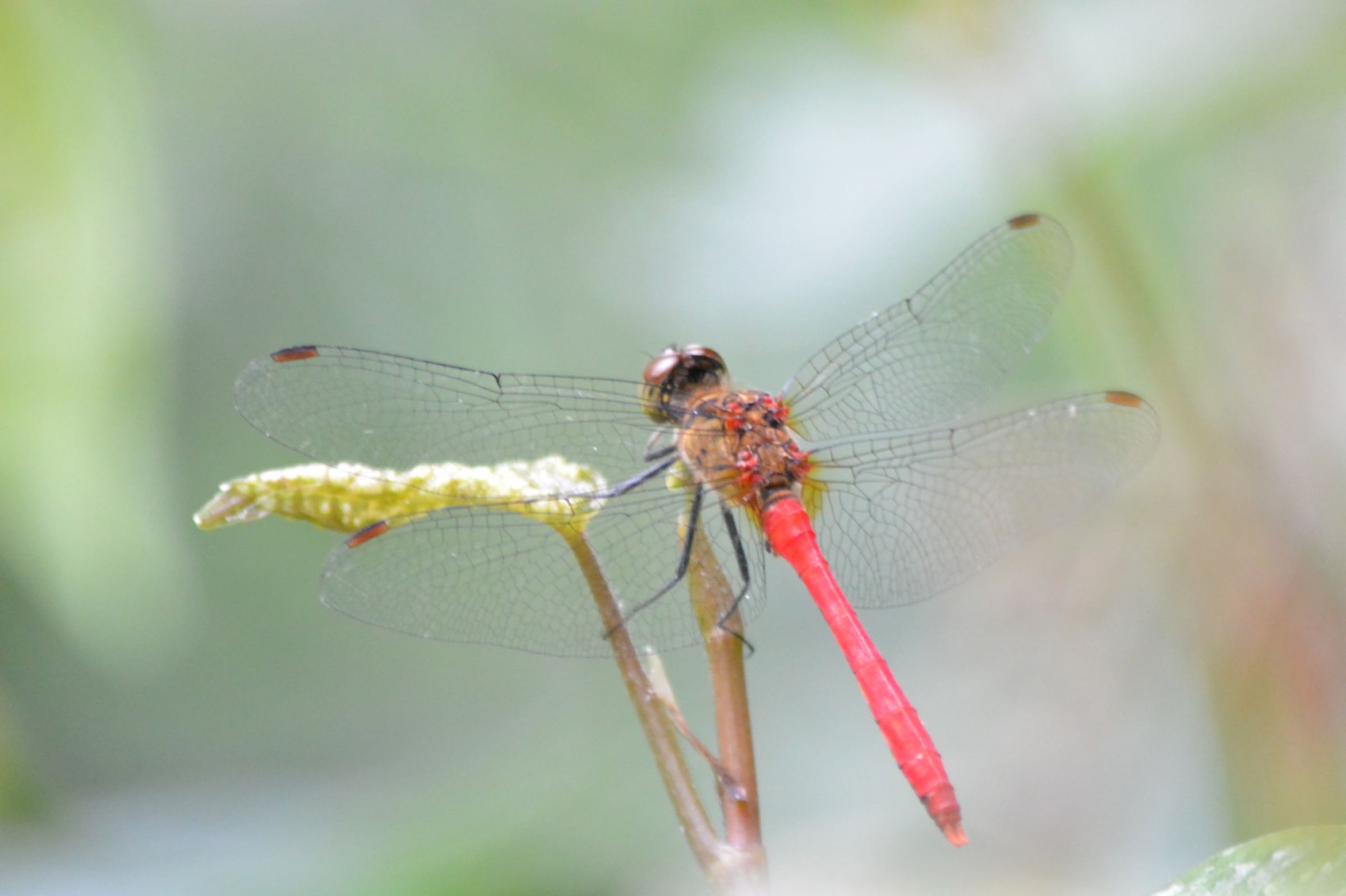赤蜻蛉 香合  (松斉) s-201408062130468799.jpg
