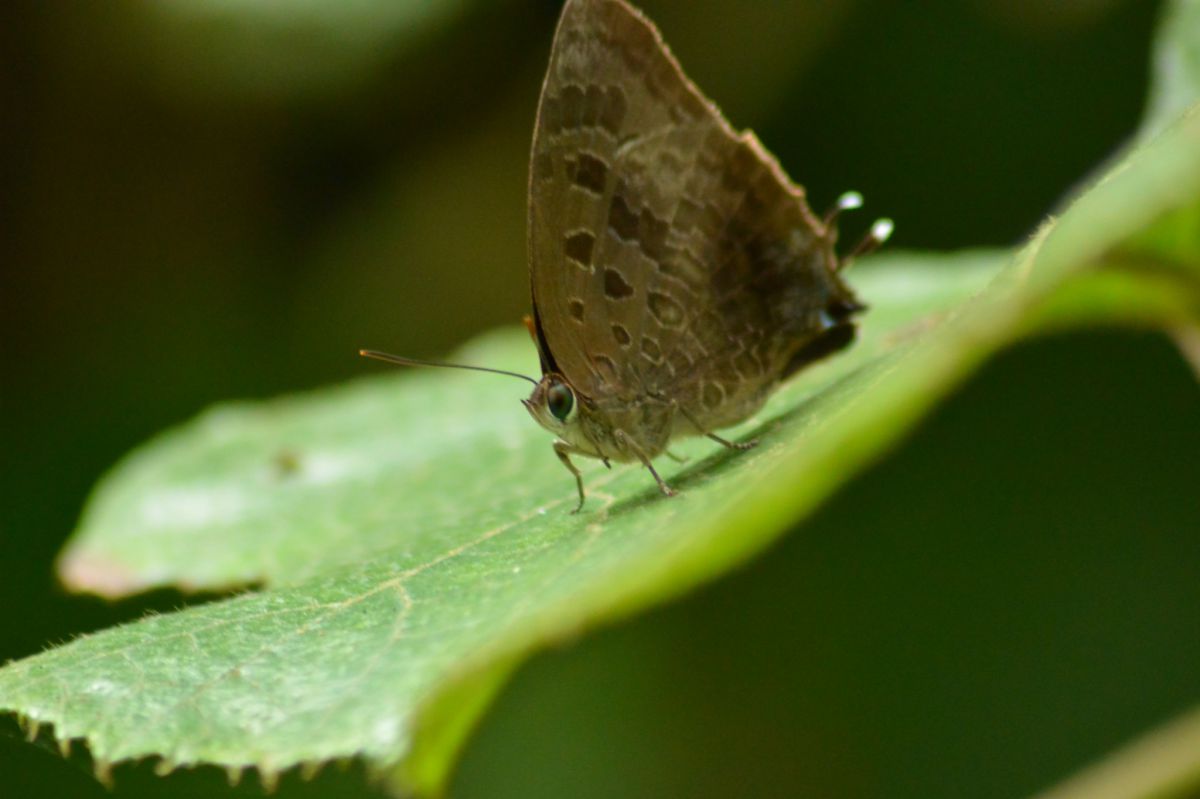 目が可愛い 動物 虫 昆虫 Ganref 目が可愛い 動物 虫 昆虫 Ganref