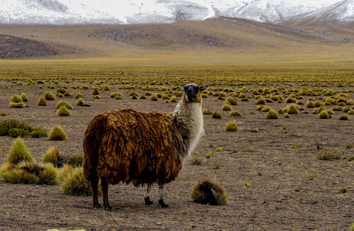 何か用か リャマ の家族のお父さん 動物 その他の陸の生物 Ganref