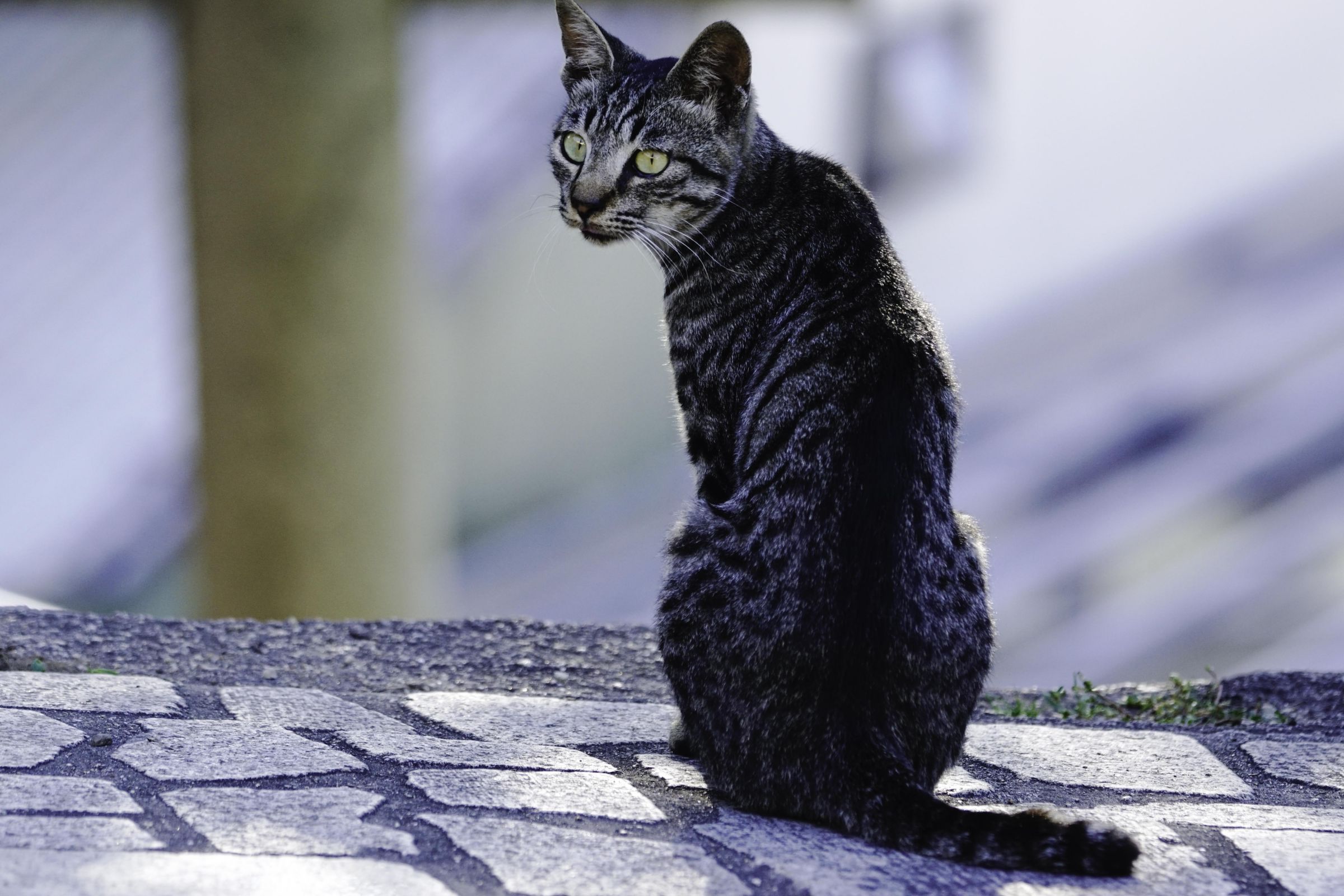 見返り美人 | GANREF