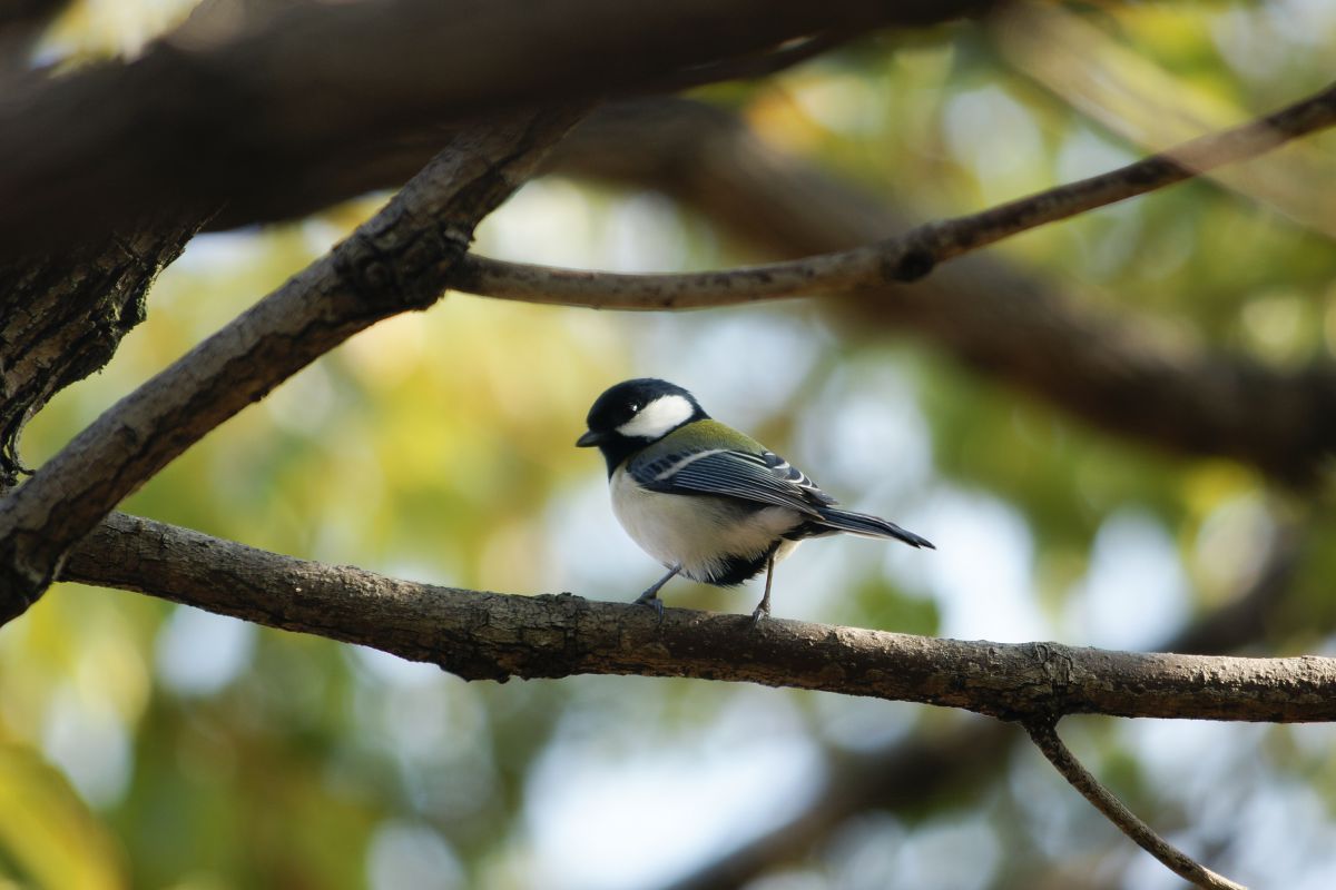 AF APO TELE ZOOM 100-300mm F4.5-5.6で撮影された写真 | 写真検索 