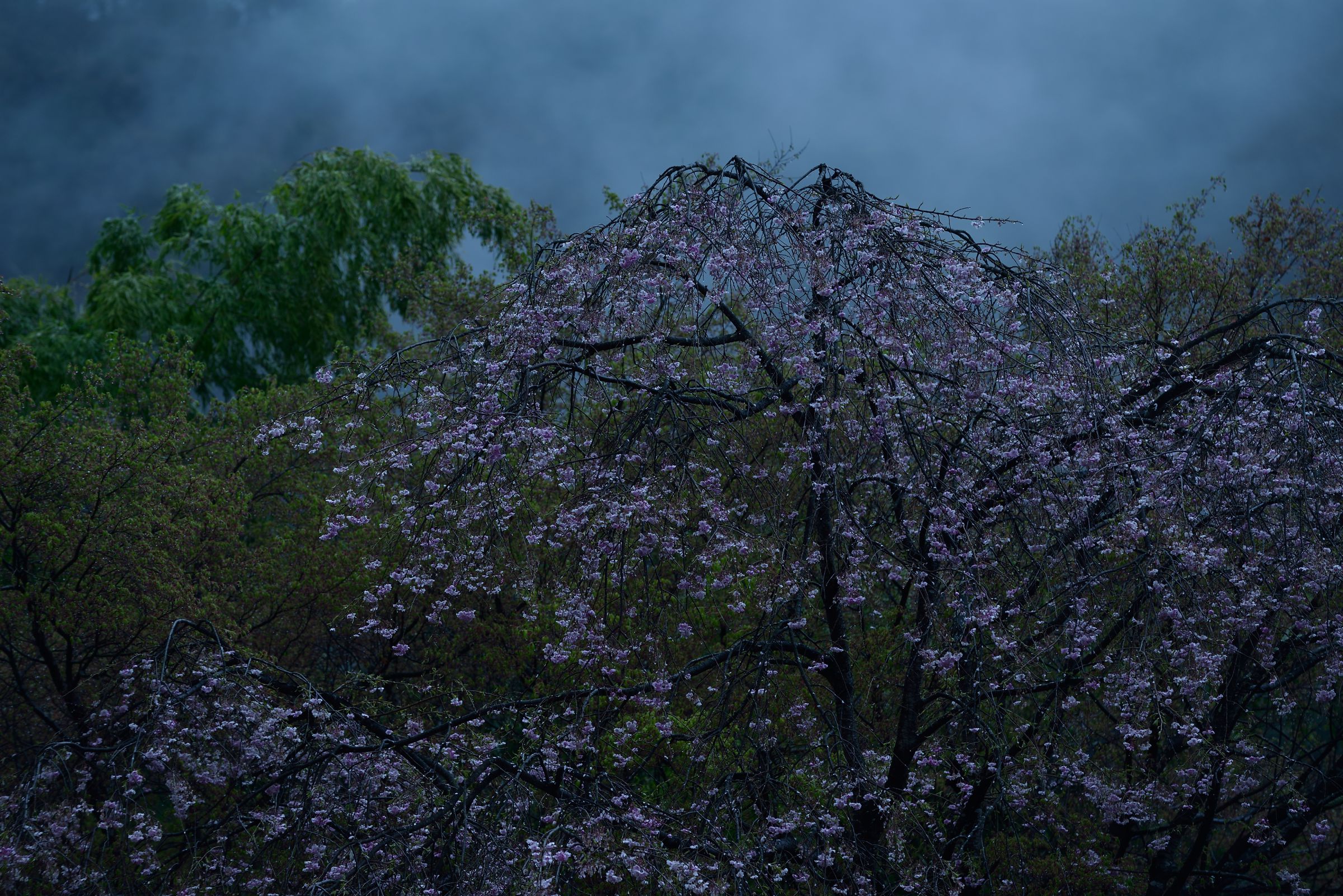 春雨 かね七（KANESICHI） 緑豆春雨 100g x20 メーカー直送 : XPRICE Yahoo