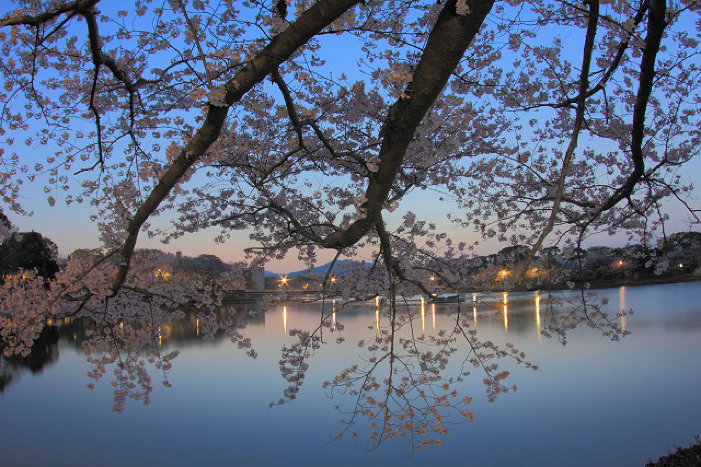 写真家　川上緑桜　パネル作品 写真家 川上緑桜 パネル作品 写真家 川上緑桜 パネル作品