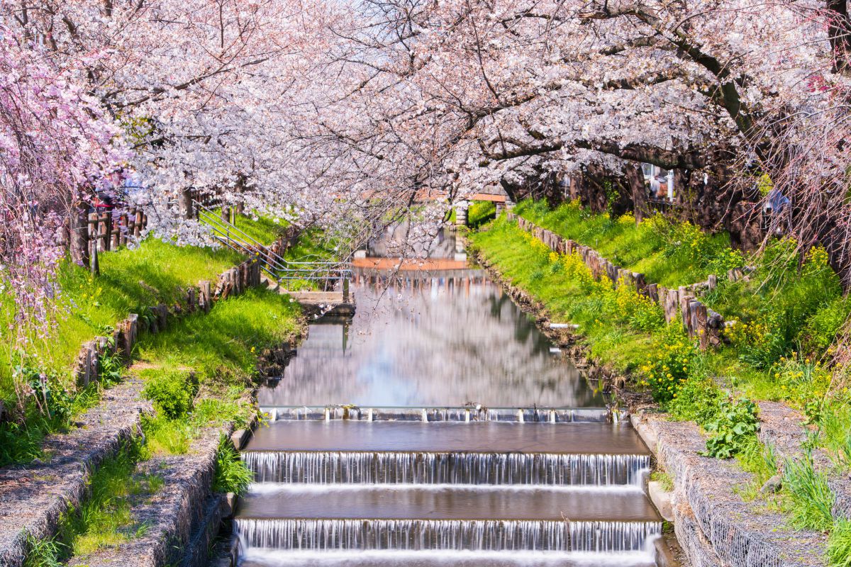 新河岸川の桜 | GANREF