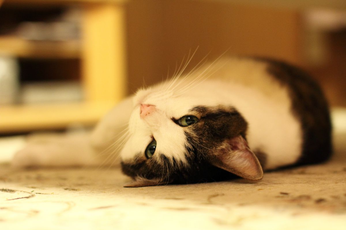 眠いんですけど 動物 猫 Ganref