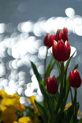 Macro Apo Lanthar 110mm F2 5 E Mountで撮影された写真 写真 Ganref