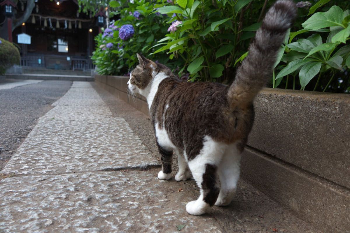 後ろ姿 動物 猫 Ganref 後ろ姿 動物 猫 Ganref