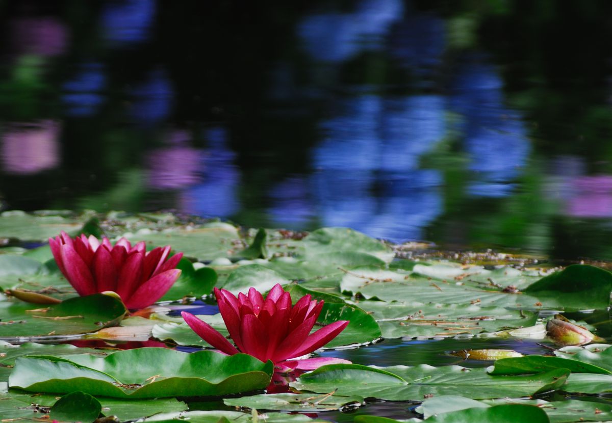 梅雨時の風景 自然 風景 水辺 Ganref