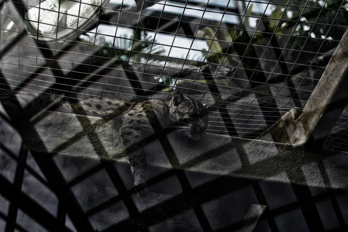 漁 すなど り猫 の休息 鳥羽水族館 動物 猫 Ganref
