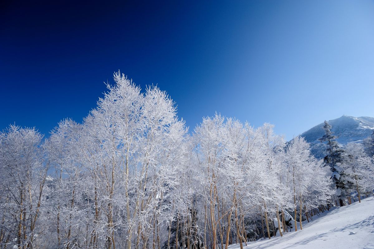 志賀高原霧氷 自然 風景 山 Ganref