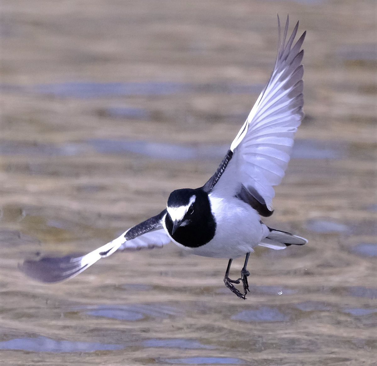 鳥の剥製 飛翔姿勢