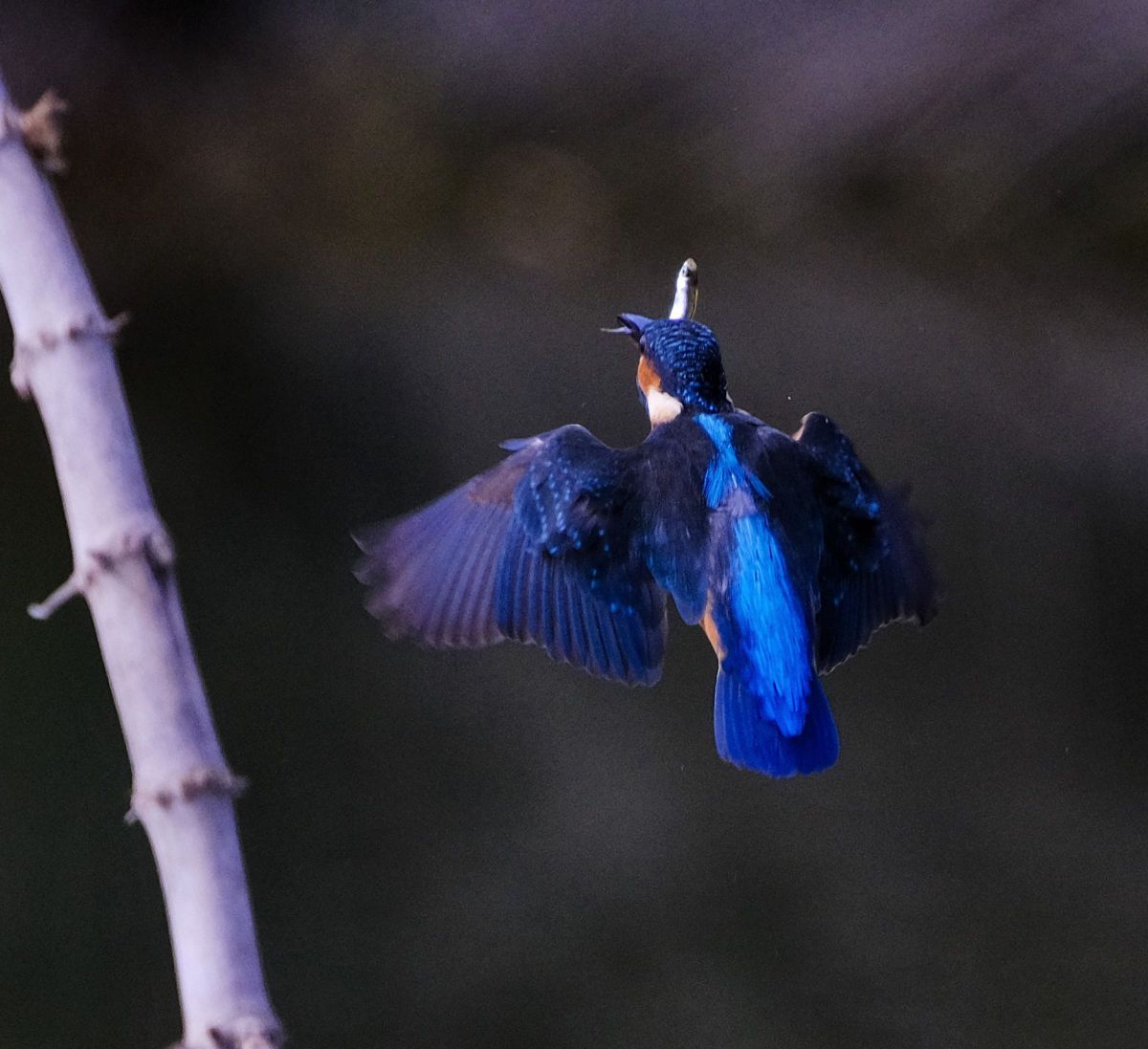 カワセミ ゲット(やや小物) GANREF