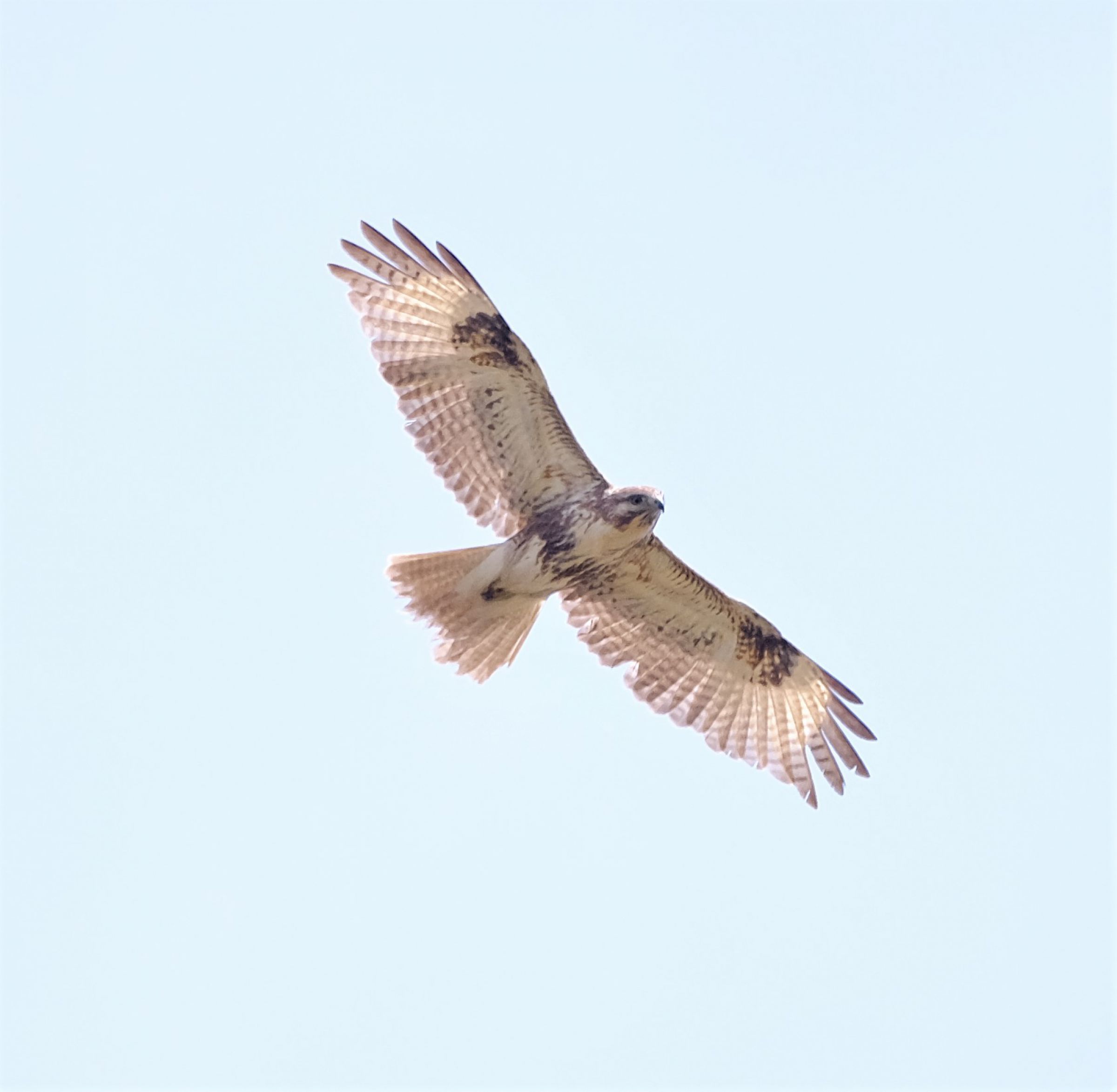 ノスリ 飛翔 | GANREF