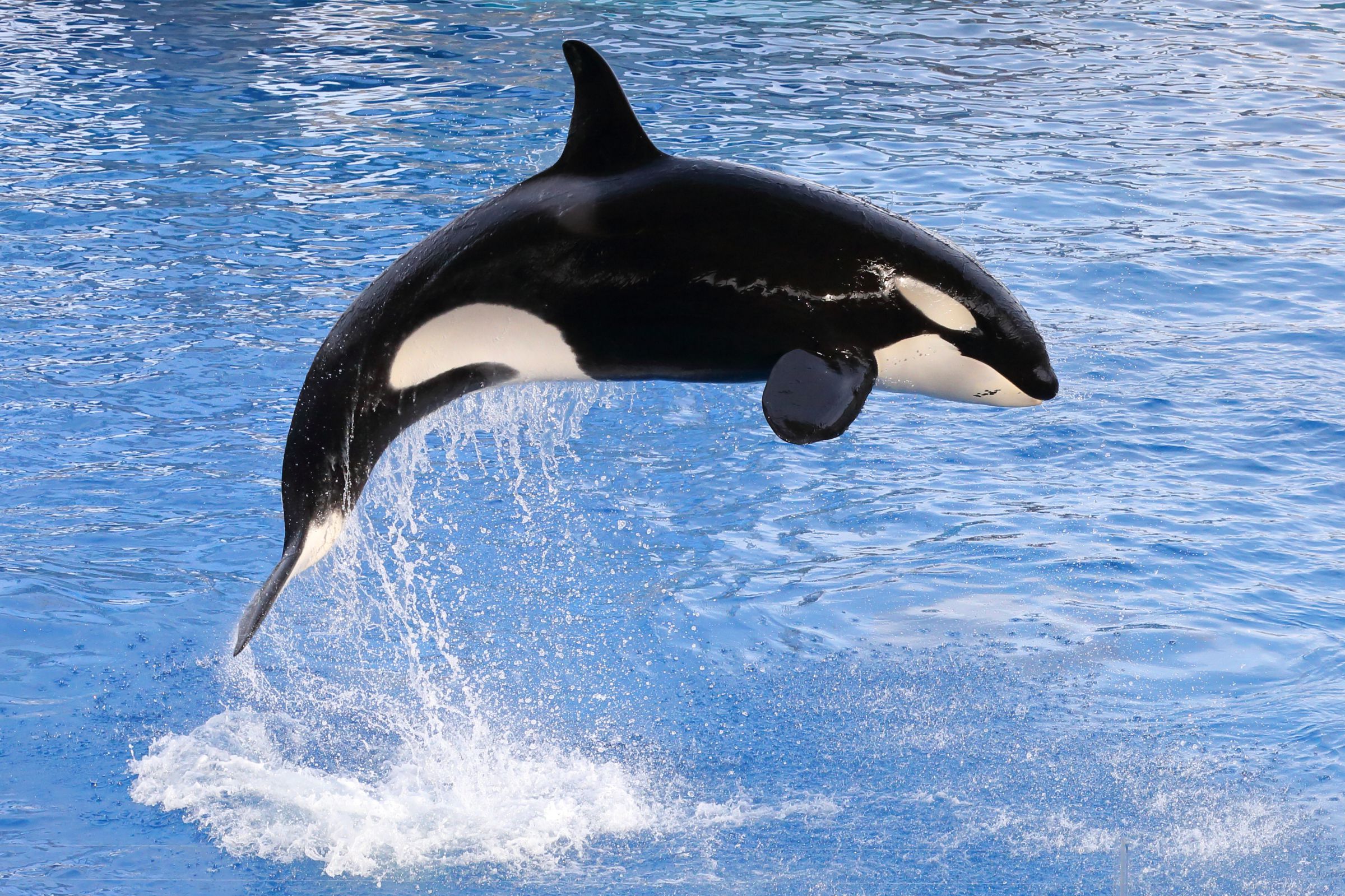 シャチ ダイナミックジャンプ！！ | GANREF