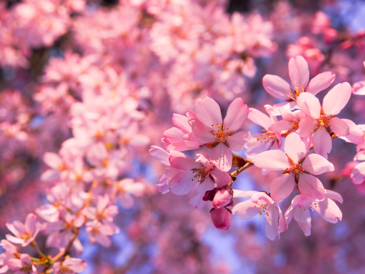 あったかいんだからぁ 植物 桜 Ganref