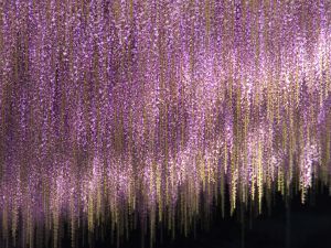 ari作   題名「藤の花」 ari作 題名「藤の花」