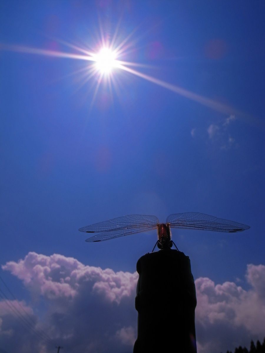 炎天下 動物 虫 昆虫 Ganref