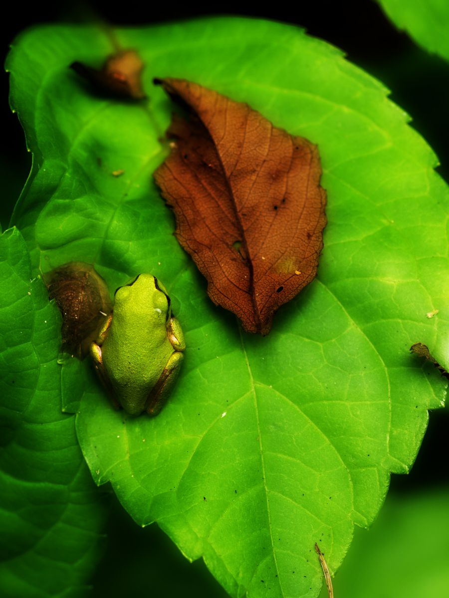枯れ葉と一緒 動物 爬虫類 両生類 Ganref