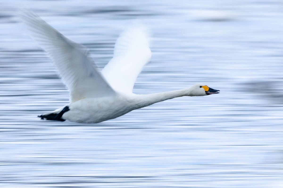 風に向かって GANREF