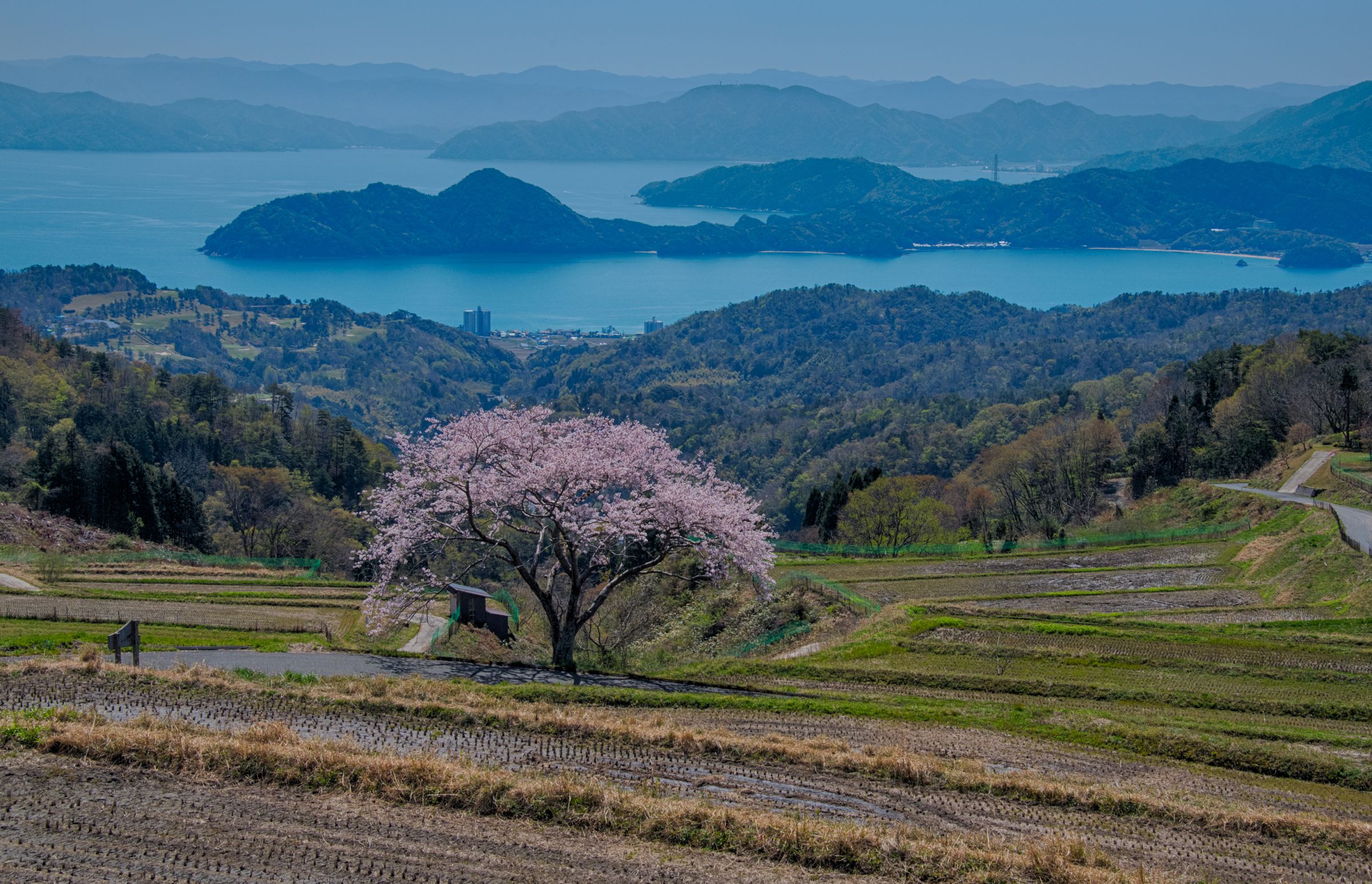 松尾の一本桜 満開 | GANREF