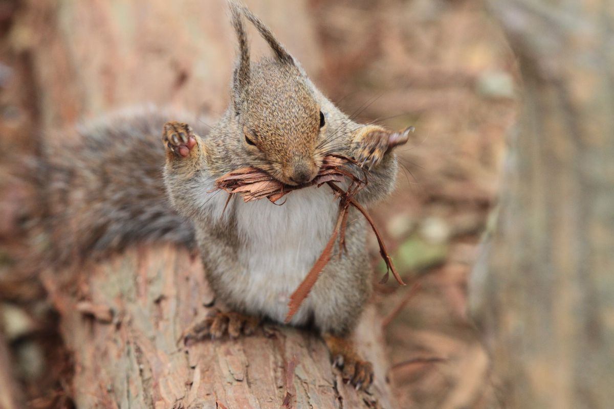 リス大忙し 動物 小動物 Ganref リス大忙し 動物 小動物 Ganref