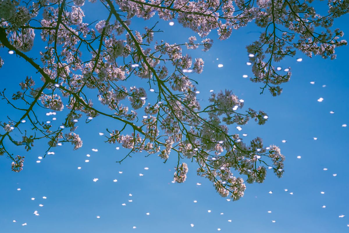 桜 吹雪 植物 樹木 Ganref