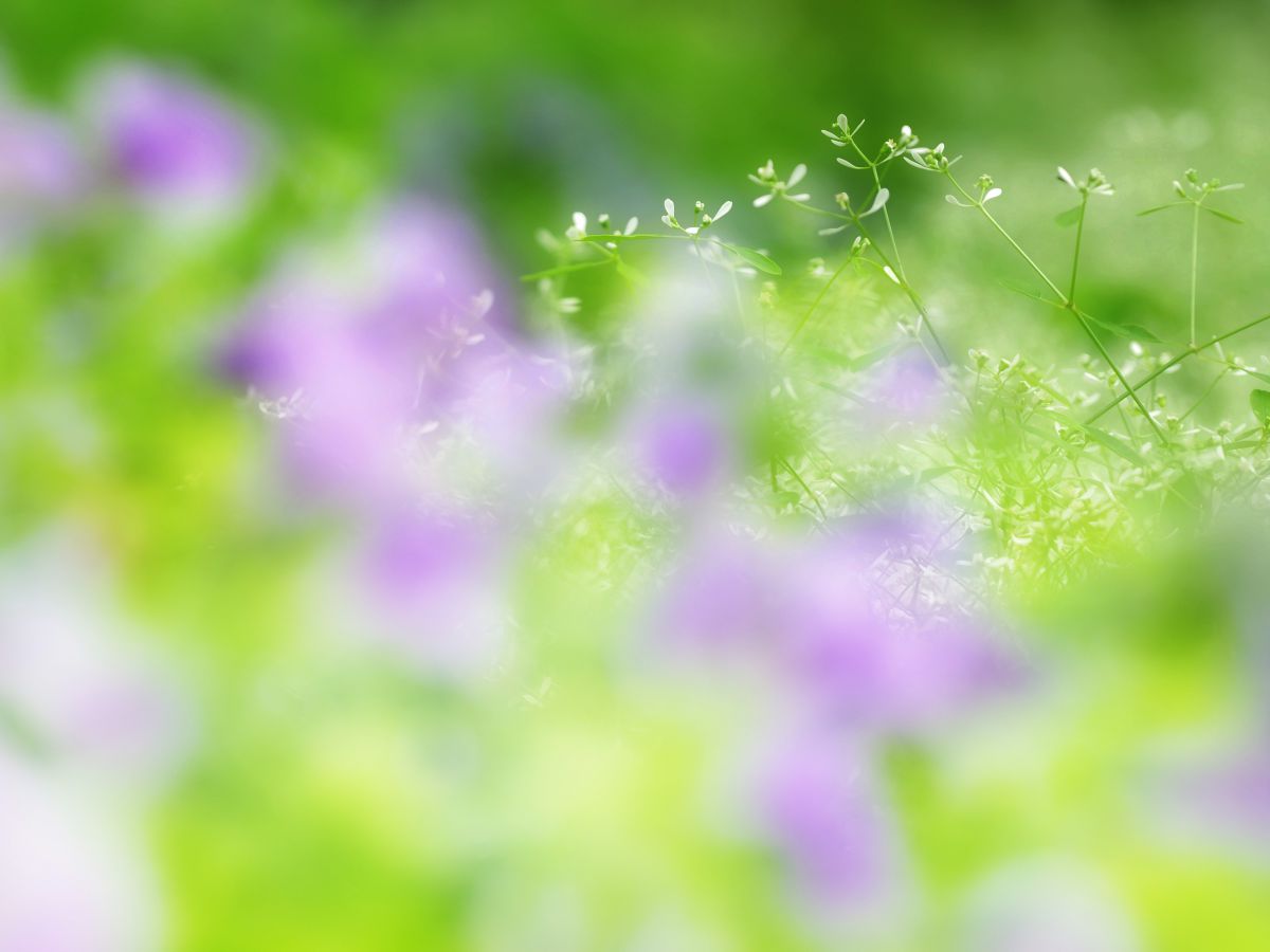 雪花草 ユーフォルビア ダイヤモンドフロスト 植物 花 花びら Ganref