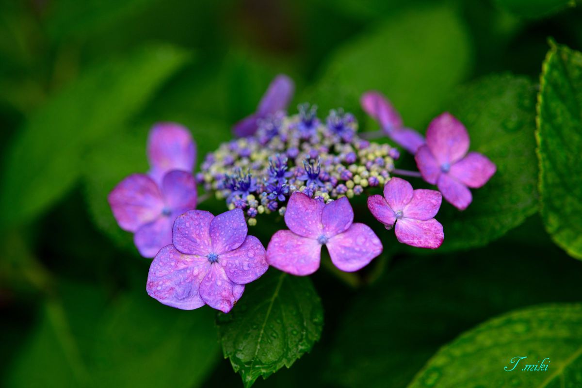 紫陽花 植物 花 花びら Ganref