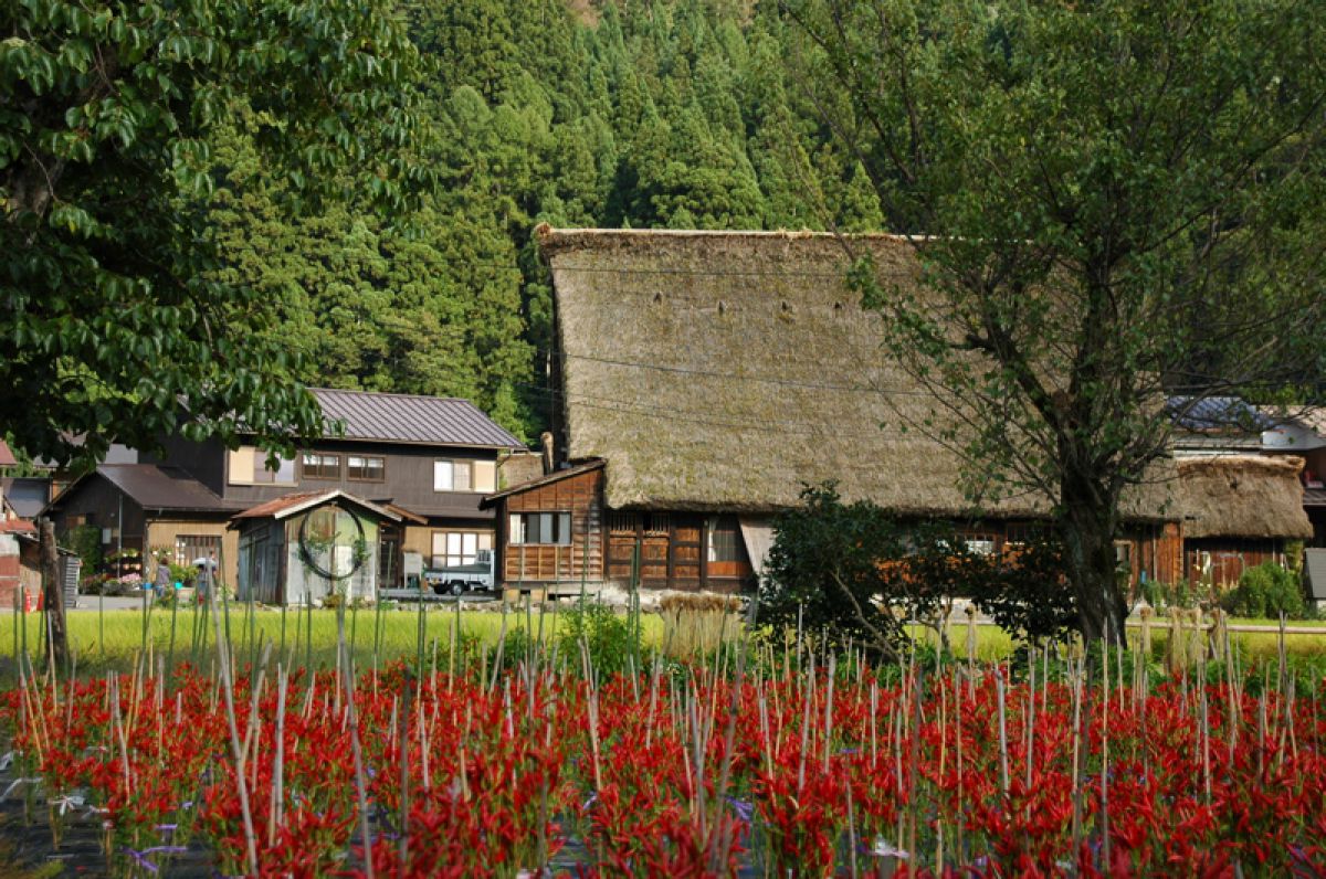唐辛子畑 自然 風景 その他 Ganref 唐辛子畑 自然 風景 その他 Ganref