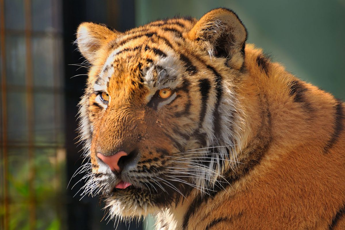 虎 動物 その他の陸の生物 Ganref