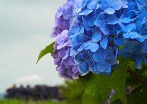 「花と太陽と雨と」イメージ・トラックス Water～for relaxing … ゲームミュージックCD 花と太陽と雨と イメージトラックス1