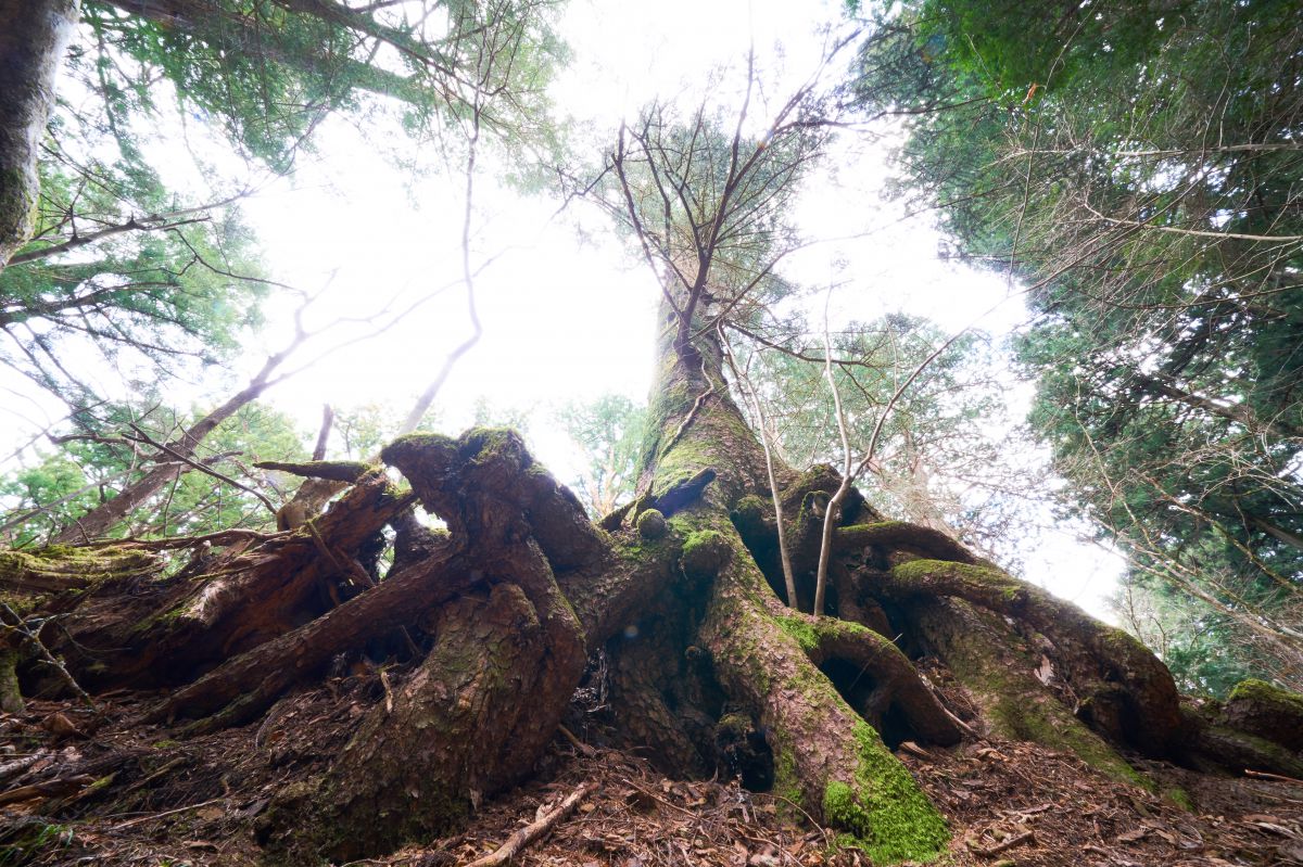 タコの足みたいな根を張る巨木 植物 樹木 Ganref