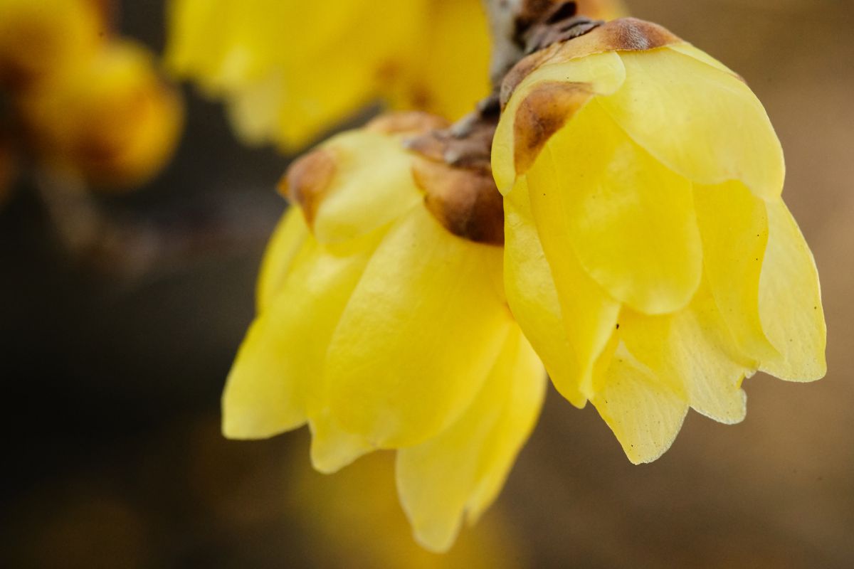 蝋梅 ロウバイ 可愛く鮮やかに 植物 花 花びら Ganref