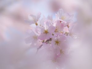 花菊ぴ桜る☆プロフ＆説明＆画像必ず見てねページ 鶴菊桜 | 桜図鑑｜公益財団法人日本花の会