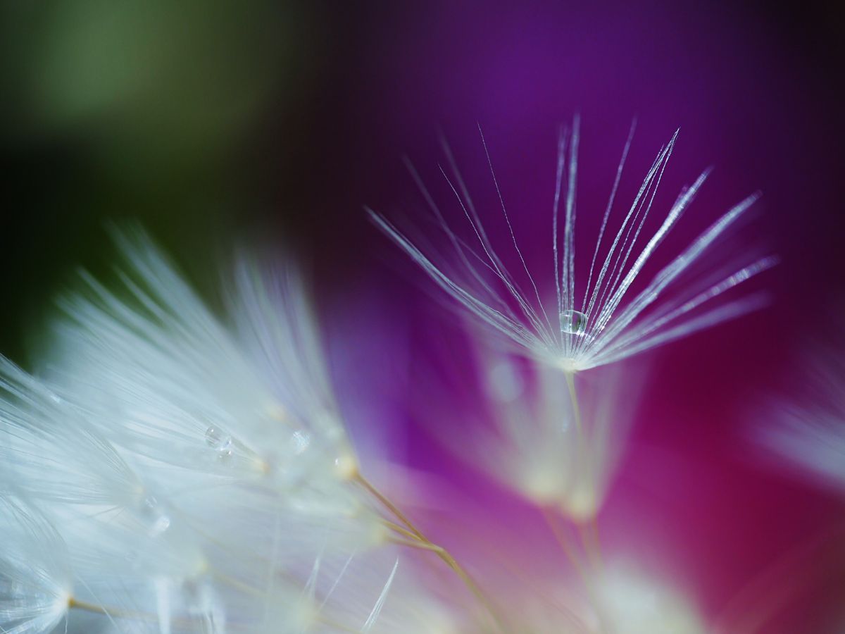 OLYMPUS - ♥️圧倒的人気を総撮り♥️オリンパス PL1 ホワイト♥️ ミラーレス一眼カメラ「OLYMPUS PEN E-P7」 EZダブルズーム