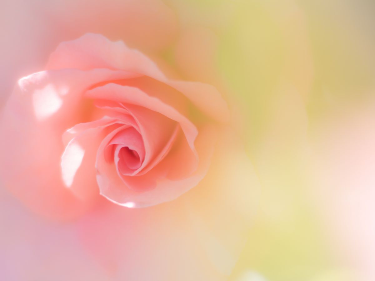 M.ZUIKO DIGITAL ED 75mm F1.8で撮影された写真 | 写真検索 | GANREF